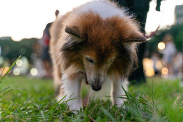 a graceful Shetland Sheepdog, happily strolling across a sunlit grassy field. Its long, fluffy coat...