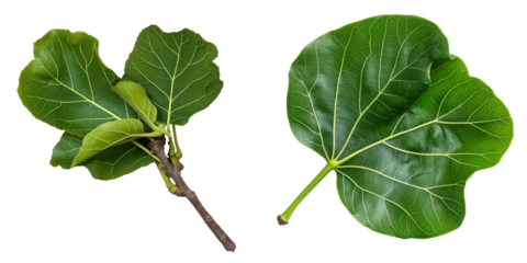PNG set of fig leaf isolate on transparent and white background