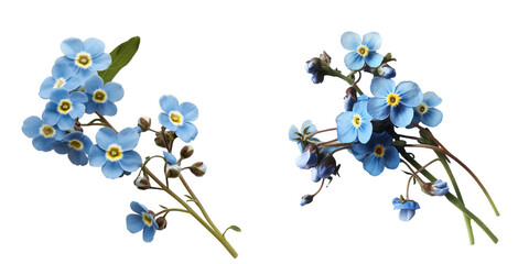PNG set of forget-me-not isolate on transparent and white background