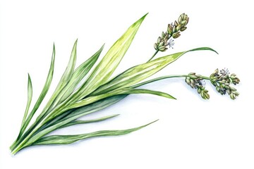 Fototapeta premium Watercolor Herbal Medicine Illustration of Plantain and Psyllium Extract on White Background
