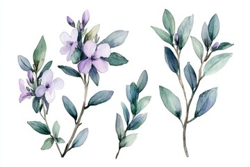 Watercolor Illustration of Bog Myrtle Plant with Medicinal Bloom on Isolated White Background