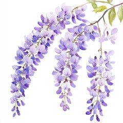 Watercolor Wisteria Blossom Tree on White Background. Floral Illustration of Japanese Garden Plant in Purple and Blue Tones