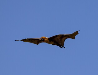 Flying bat against a clear blue sky, showcasing its wingspan in daylight