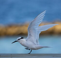 Elegant white bird with wings spread, captured against a serene blue water backdrop
