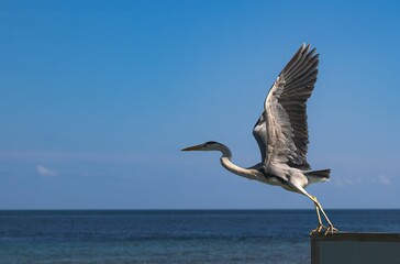 Heron takes flight over a calm sea under a clear blue sky