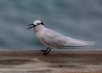 White tern perched on a wooden railing with a blurred ocean background