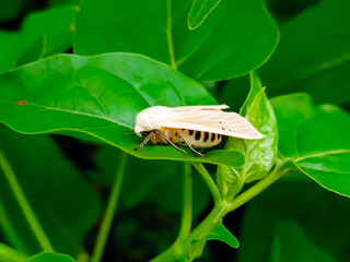 A small butterfly sits on a bright green leaf. The leaf surface can be clearly seen. 