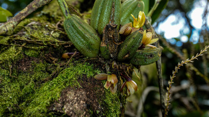 Pompones de orquídeas  silvestres, en su  habitad silvestre 