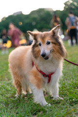 a graceful Shetland Sheepdog, happily strolling across a sunlit grassy field. Its long, fluffy coat flows gently as it walks, showcasing the breed's elegance and beauty.