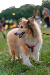a graceful Shetland Sheepdog, happily strolling across a sunlit grassy field. Its long, fluffy coat...