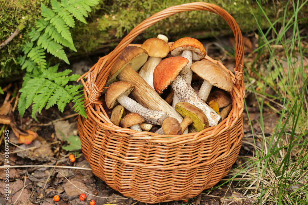 Wall mural Edible different wild autumnal mushrooms porcini boletus harvest in wicker basket outdoors in autumn fall forest in nature close-up