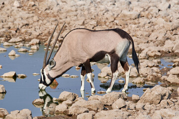 Oryx antelope drinking at rocky waterhole