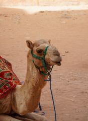 A dromedary sitting in front of the treasury in the ancient city of Petra, Jordan. If you like, you can pay the owner of the camel to make a short trip on top of the camel.