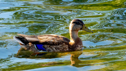 A flock of mallard duck perching in the lake