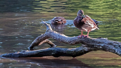 A flock of mallard duck perching in the lake