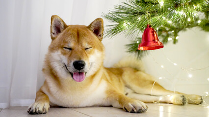 the dog lies near the Christmas tree