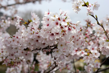 The cherry blossoms in the park are in bloom