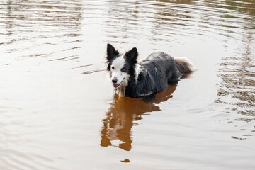 Border Collie swimming in a calm, reflective pond