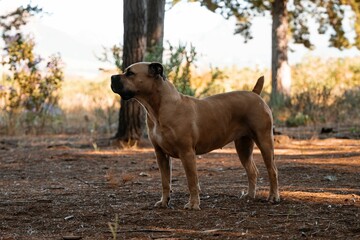 Strong Boerboel dog stands alert in a sunlit forest