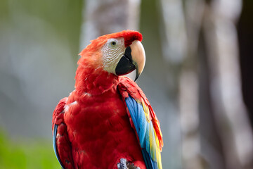 The Scarlet Macaw lights up the rainforest with its bold colors and playful spirit. Nature’s palette at its finest. Manu National Park-Peru
