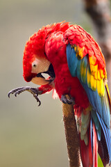 The Scarlet Macaw lights up the rainforest with its bold colors and playful spirit. Nature’s palette at its finest. Manu National Park-Peru