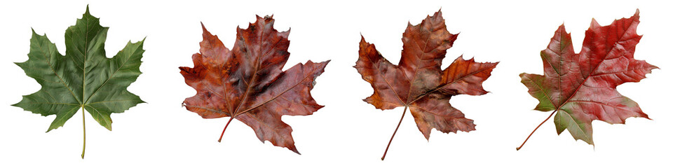PNG set of maple leaf isolate on transparent and white background