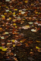 Autumn leaves floating on a serene water surface