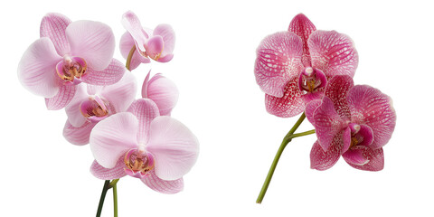 Plakat PNG set of orchid isolate on transparent and white background