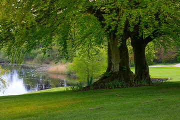 Fototapeta premium a green tree in a park with a blue lake in the background