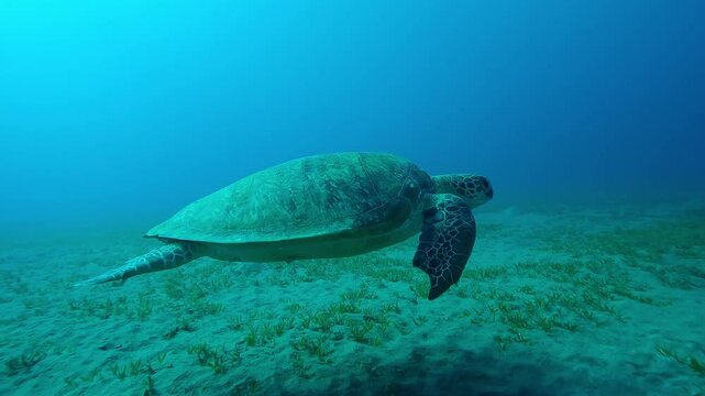 Sea Turtle with shark bite marks on fins swimming in turquoise water, Slow motion of Great Green Sea Turtle, Chelonia mydas with its front flippers bitten off by shark swims above seabed