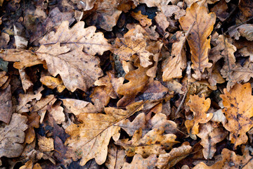 Close-Up of Fallen Oak Leaves Covering the Forest Floor in Autumn, Showcasing Natural Texture and Earthy Tones in a Woodland Environment






