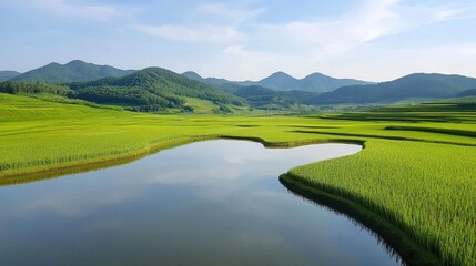 Tranquil Rice Paddies Under a Clear Blue Sky
