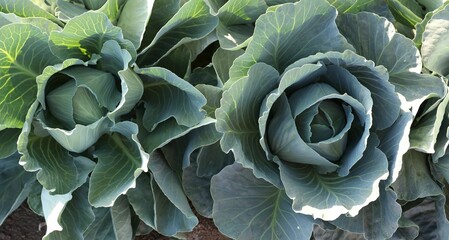 Obraz premium Green cabbages growing in field on sunny day, top view