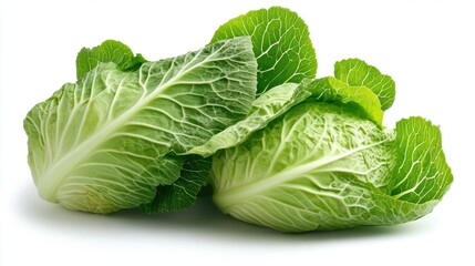 Fresh Napa Cabbage on White Background