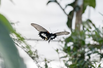 Beautiful Great Mormon (Papilio memnon) was flying.