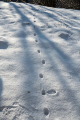 Animal tracks in the snow