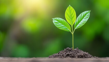 A young sapling grows from rich soil in a vibrant garden during the warm afternoon sunlight