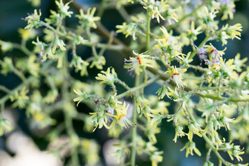 Beautiful flamegold rain tree flowers in the park.