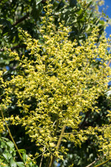 Obraz premium Beautiful flamegold rain tree flowers in the park.