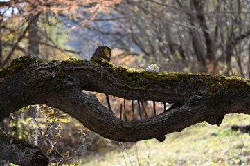 Vallée de la Clarée, Névache (05)