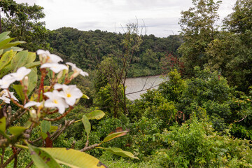 A Serene River View is Beautifully Surrounded by a Lush Green Forest Full of Life