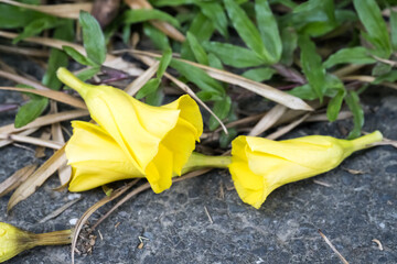 Beautiful yellow oleander (Thevetia perviana) flowers on the ground.