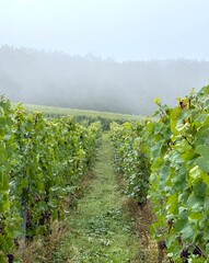 Vendanges