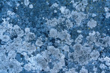 textured background detail of moss lichen growth