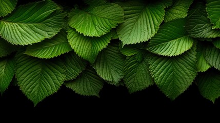 Lush green leaves create a vibrant close-up backdrop, perfect for nature-themed designs, environmental projects, or organic products, Ideal for websites, brochures, and presentations,