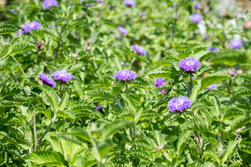 Beautiful Centratherum punctatum flowers.
