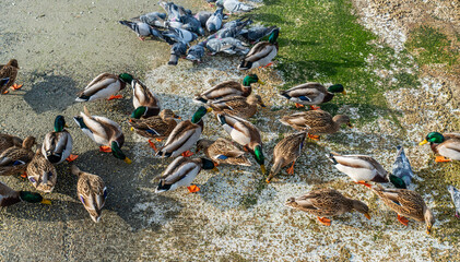 Shoreline Birds Feeding