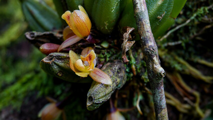 Florecilla de orquídea amarilla muy pequeña en tronco de madera seco