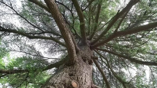 large thousand-year old cedar tree, bottom view, slow motion
