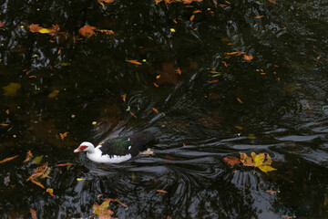 Duck Swimming in Autumn Pond